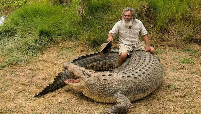 بالصور.. مغامر أسترالي يروّض تمساحا عملاقا