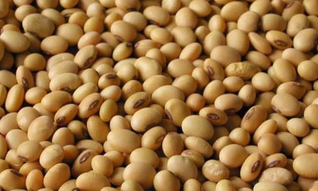 كارثة.. 100 ألف طن فول صويا مسمم بالأمبروزيا في طريقها لبطون المصريين