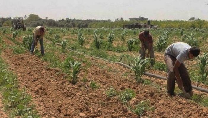 أكاديمي مصري يطلق جامعة افتراضية لـ”الفلاحين”