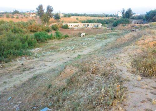 الفاو: قطاع الزراعة في غزة يتطلب دعمًا خارجيًا للانتعاش