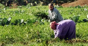 غضب بين مزارعي السباعية في أسوان بسبب زيادة الضرائب