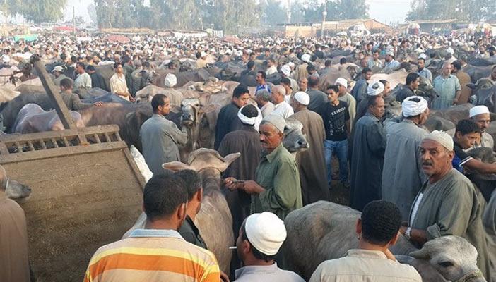 رغم الموجة الحارة.. أسعار المواشي بالمنيا تواصل ارتفاعها