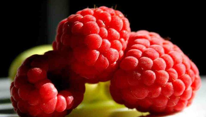 تعرف علي فوائد “التوت البري” أهمها يتصدى لسرطان القولون