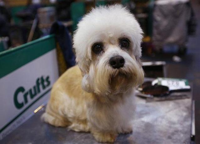 حصريًا بمصر.. أهلًا بالحيوان ولا عزاء للإنسان