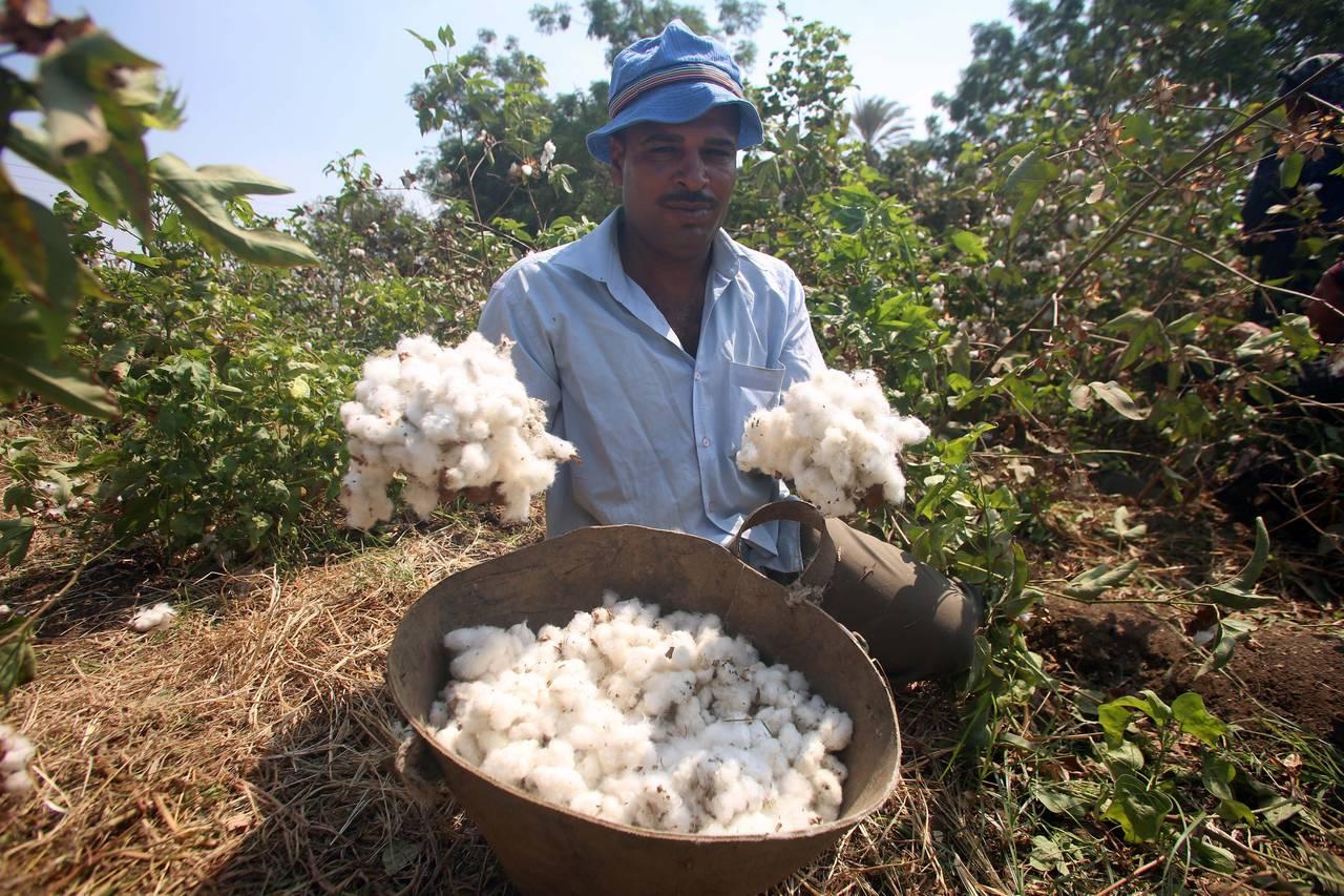 بعد حصولها على شهادة القطن المصري.. شركة ملابس هندية  تخدع  الأميركان