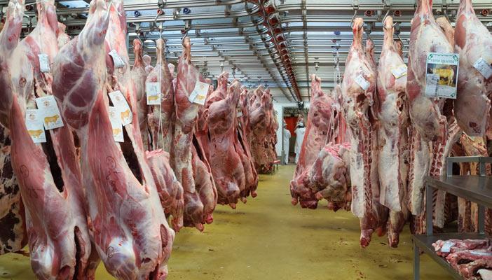 خبراء زراعة: مشروع “البتلو” سيخفض سعر اللحمة إلى 60 جنيه