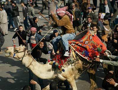 إشتباكات بين أصحاب الخيول بنزلة السمان مع شرطة السياحة