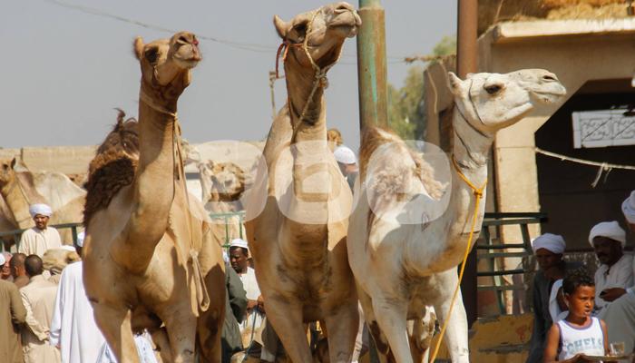 15 صورة توضح ركود بيع الجمال في سوق برقاش مع اقتراب عيد الأضحى