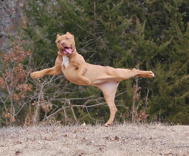 بالصور.. 15 حيوان يمارسون “اليوجا” أفضل من الإنسان