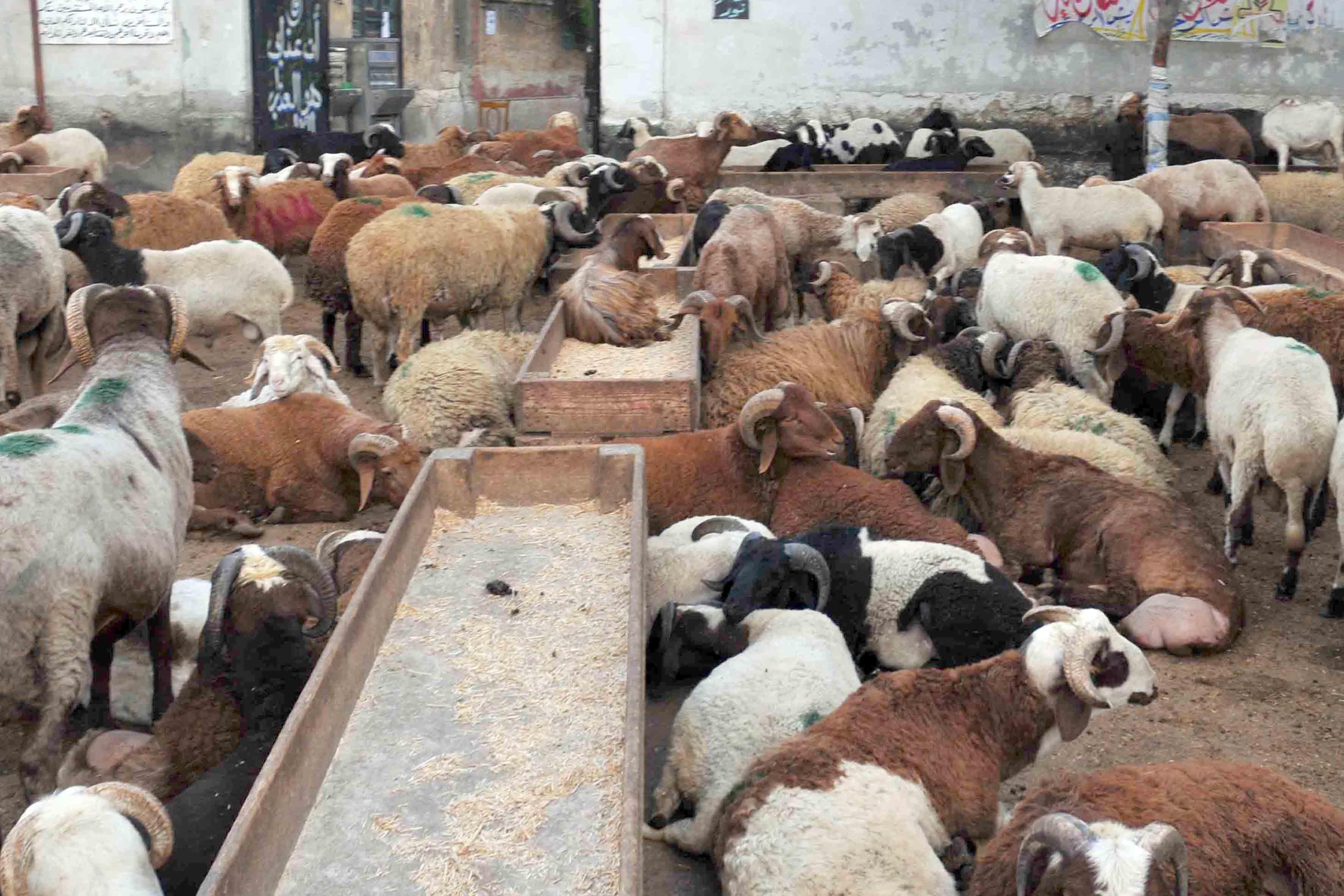 بسبب ارتفاع الأسعار.. ركود فى أسواق الأضاحي قبيل العيد بالمنوفية