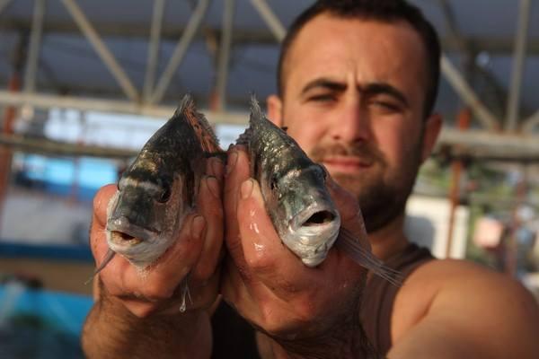 بأول يوم للتهدئة.. 20 طن سمك بغزة