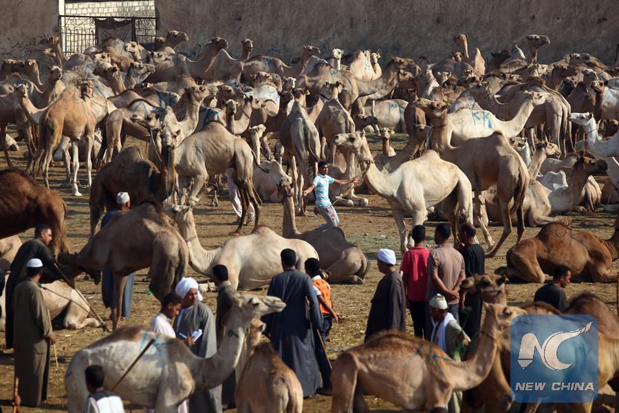 “شينخوا”: أسواق اللحوم في مصر تعاني من كساد لم تشهده البلاد منذ سنوات