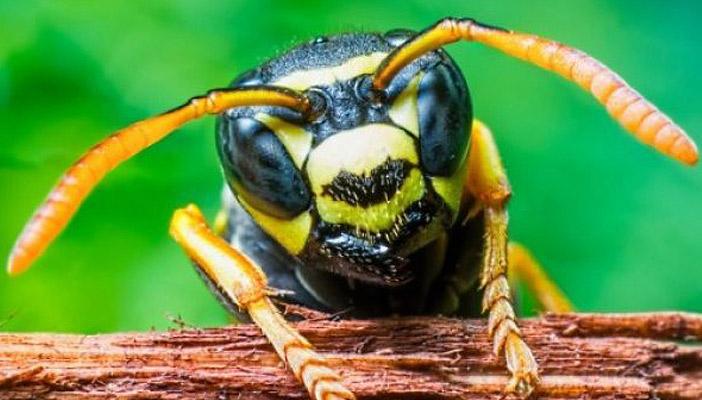 بالفيديو.. لسعة “دبور” برازيلي قد تكافح السرطان