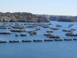 “أدول”: اعتصام النوبيين لتجاوز أمن الانقلاب بحقهم