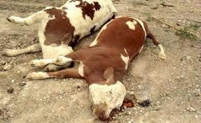 الطب البيطري: 72 حالة إصابة بالحمى القلاعية في المنوفية