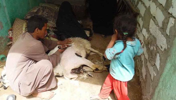 الحمى القلاعية تجتاح قرى المنوفية.. والمسؤولون خارج نطاق الخدمة