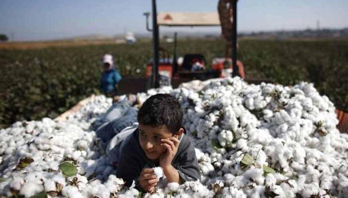 صحيفة التايمز: تنظيم الدولة الإسلامية يصدّر القطن لبيوت الأزياء