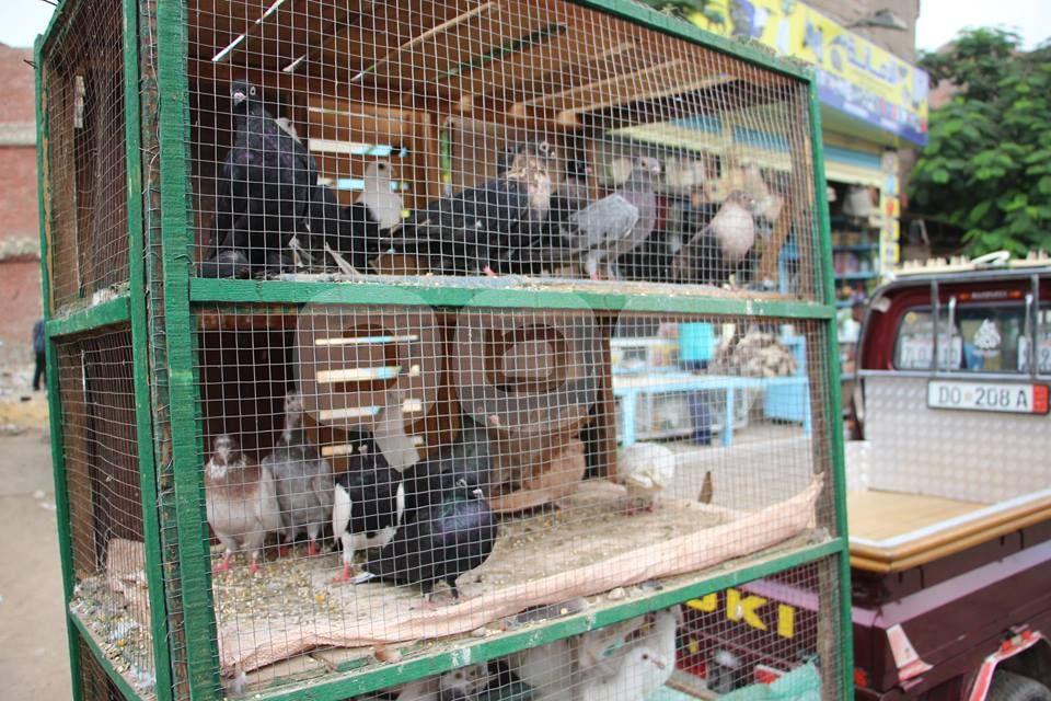 بالصور.. في سوق السيدة عيشة.. “إللى معاه قرش محيره يجيب حمام ويطيره”