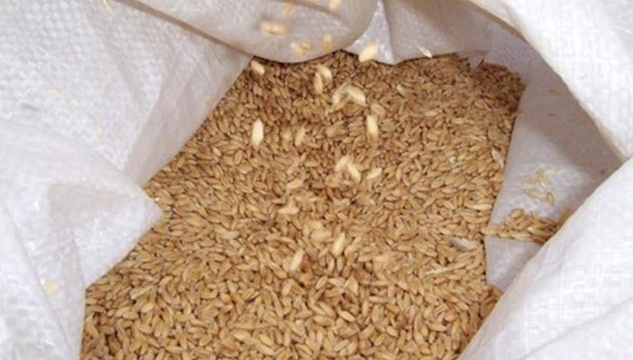 ضبط 15 طنًّا من القمح تحتوي على حشرات حية وميتة بالإسكندرية