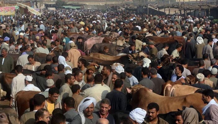 ركود في سوق المواشي بسبب ارتفاع الأسعار بدمياط