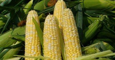 “الذرة” تساعد على الهضم وتقلل من مخاطر أمراض القلب