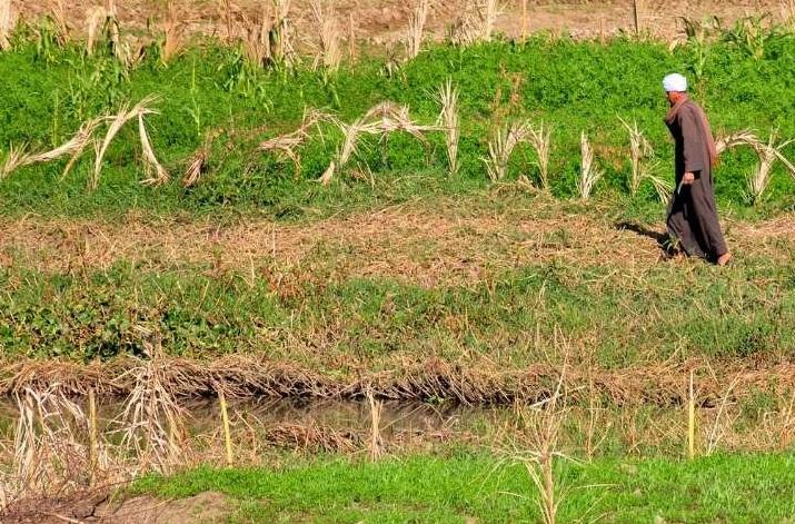 نقيب الفلاحين: “مصر لابلد زراعي ولا صناعي ولا أي حاجة”