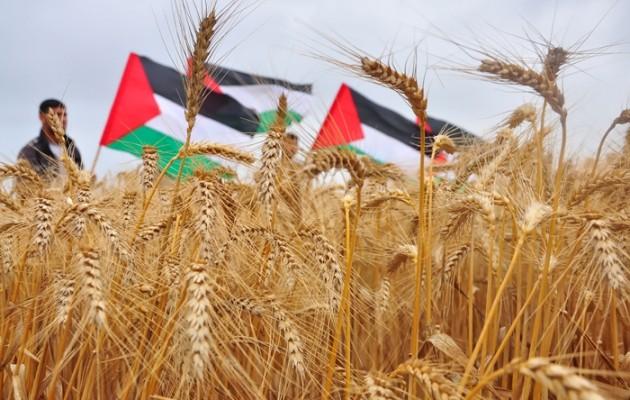 “فاو” تطلب 32 مليون دولار لحل الأزمة الزراعية في غزة