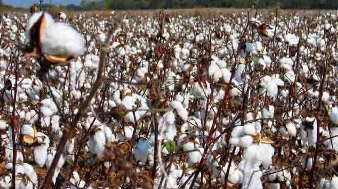 الإحصاء: 51.8% زيادة في صادرات القطن المصري خلال عهد مرسي