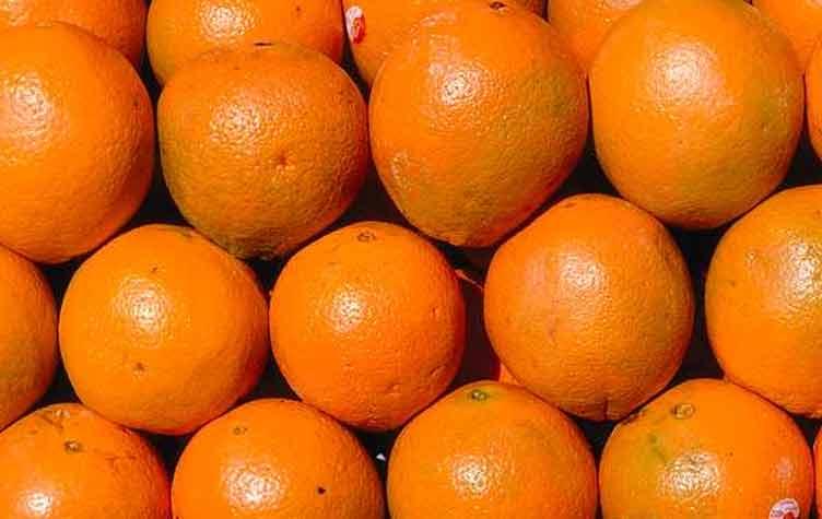 موسكو ترفض الموالح المصرية.. ونائب سابق: الخسائر 2 مليار دولار