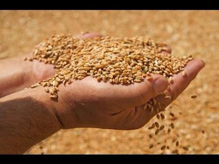 بالفيديو..الإعلام يهيئ الرأي العام للقبول باستيراد “قمح الإرجوت”