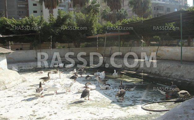 صور | حديقة الحيوان بالدقهلية أضحت “خرابة”