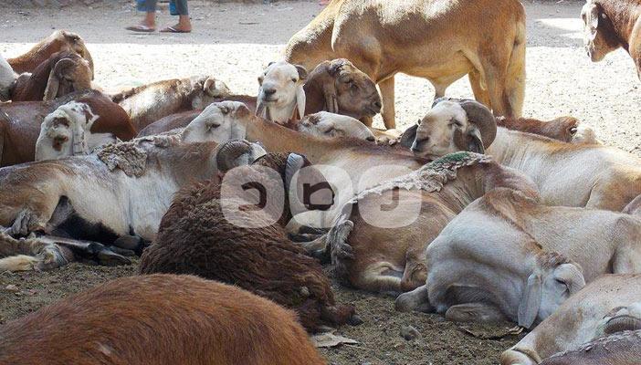 الخروف بـ2000 جنيه والعجل بـ16 ألفًا.. ارتفاع أسعار لحوم الأضاحي