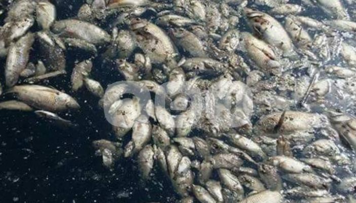 بالصور والفيديو.. مصرف الرهاوي يتسبب في القضاء على الأسماك بالمنوفية