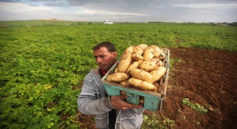 أزمة حظر استيراد المحاصيل الزراعية وتداعياتها على الاقتصاد المصري