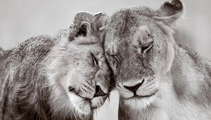 بالصور.. اللقطات الفائزة بمسابقة جمعية علم الحيوان بلندن