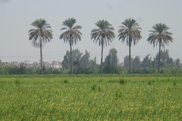 الأزمات تحاصر فلاحى المحلة الكبرى بالغربية