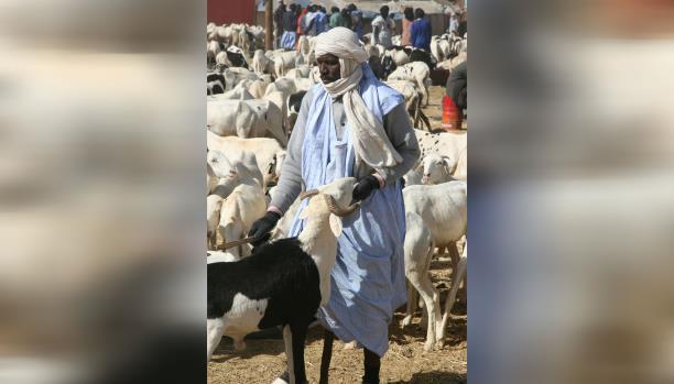 الموريتانيون يصِلون أرحامهم بـ”خروف اللحظات الأخيرة”