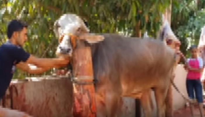 بالفيديو.. “جزارون” يعذبون عجلًا  قبل ذبحه