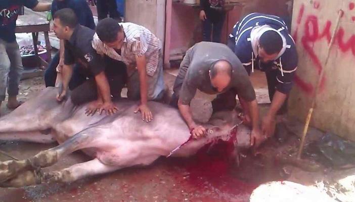 انتشار ظاهرة الأضحية الجماعية في الفيوم بسبب ارتفاع أسعار اللحوم