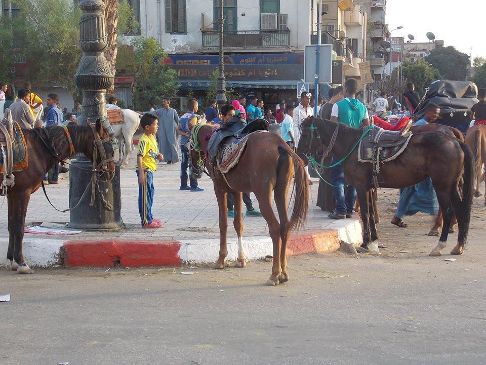 العيد في أسوان.. حصان ومياه وملاهٍ