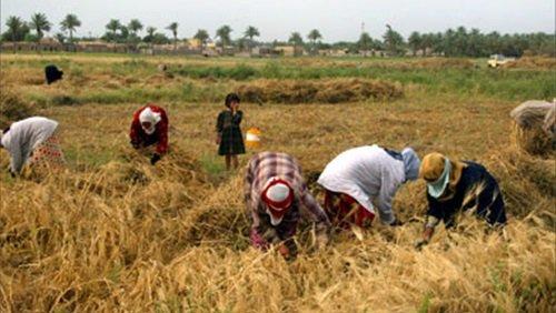 شينخوا : وقف تصدير الأرز يزيد من معاناة وغضب الفلاحين
