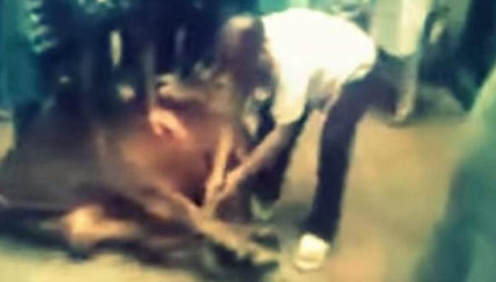 بالفيديو.. وفاة باكستاني قبل لحظات من ذبح أضحيته