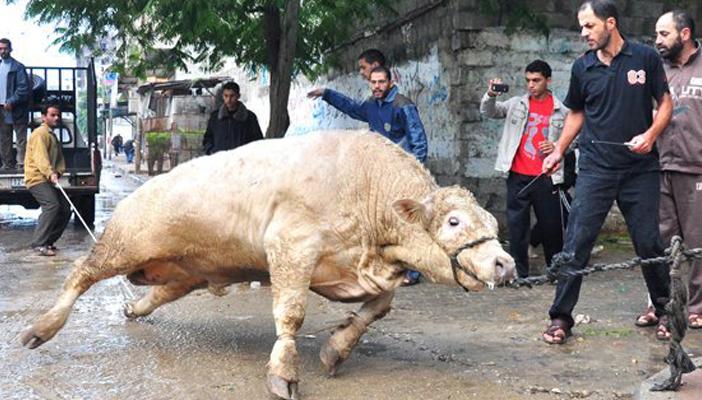 بالفيديو.. شاهد أغرب وأطرف مواقف ذبح الأضحية