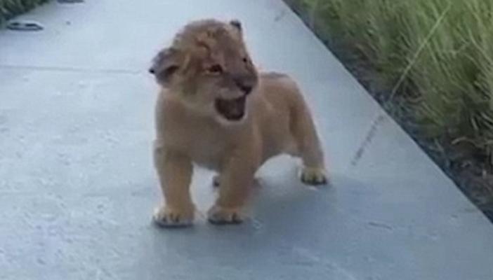 بالفيديو والصور.. شبل يحاول الزئير لإخافة السائحين