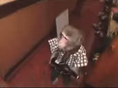 فيديو|قرد يعمل بتقديم الطعام بمطعم ياباني