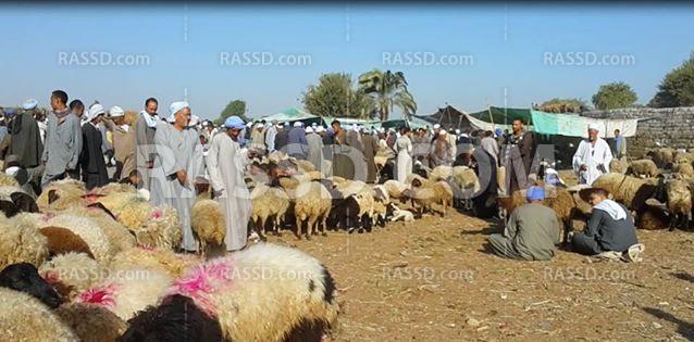 ركود في أسواق الأضاحي بالمنيا لغلاء أسعارها