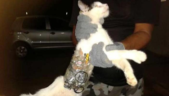 بالفيديو.. أشهر 10 حيوانات اعتقلتها الشرطة.. والتهم صادمة