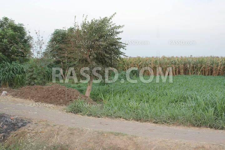 فلاحو القليوبية .. معاناة من البذر للحصاد