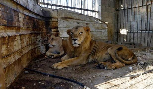 فيديو|نقل 3 أسود من حديقة حيوان غزة للخارج لعلاجهم