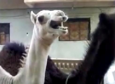 فيديو | جمل يضحك  عند دغدغة شابٍ له